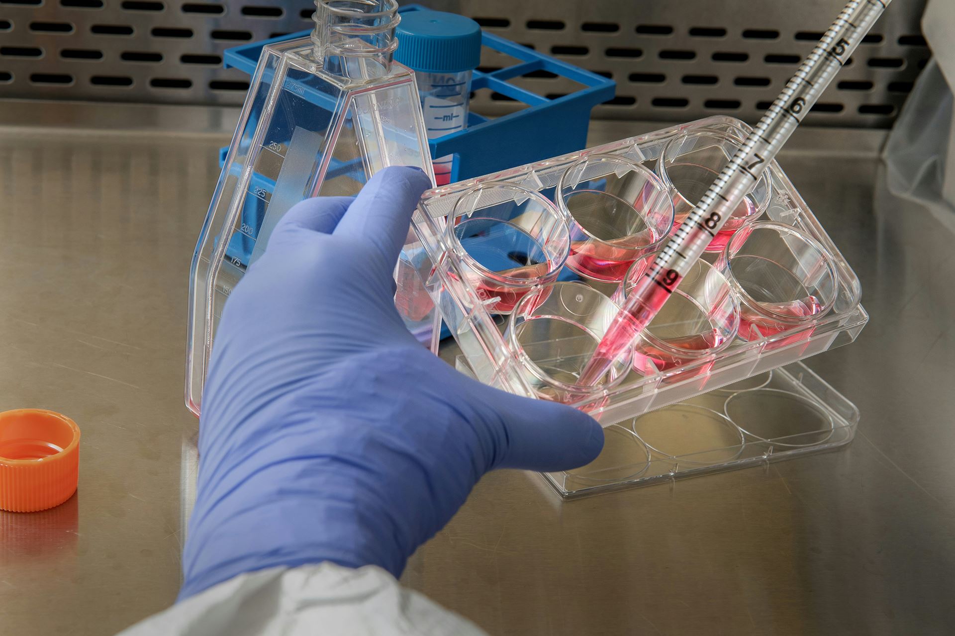 lab